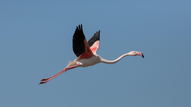 Flying flamingo bird in UAE