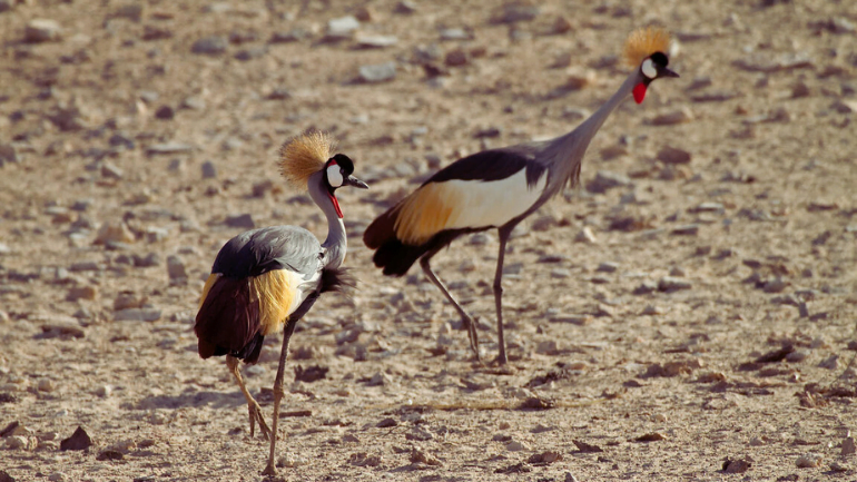 Birds breeds in hatta dam UAE
