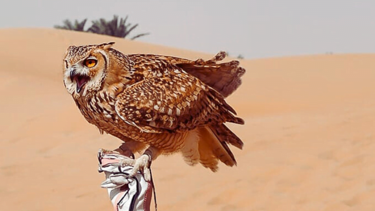 UAE desert owl breeds