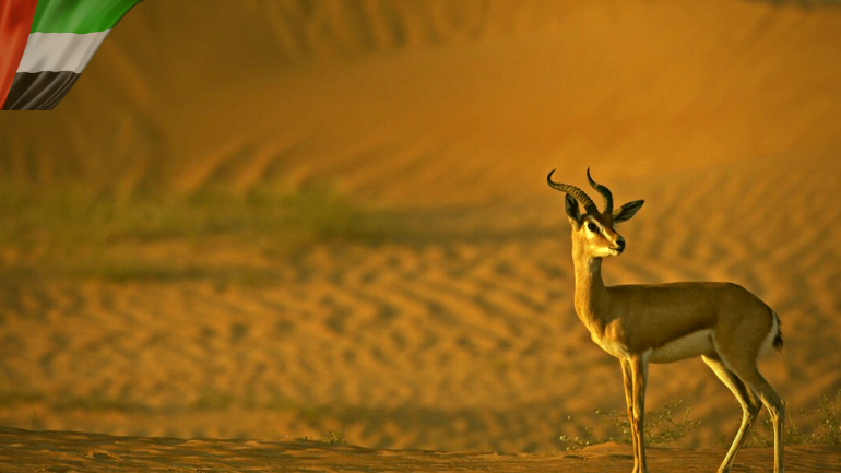 The most prominent features of the UAE desert and a desert background with the deer animal