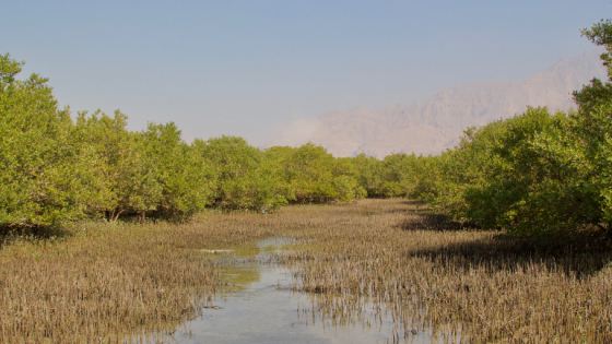 UAE mangrove forests in Abu Dhabi and mangrove trees