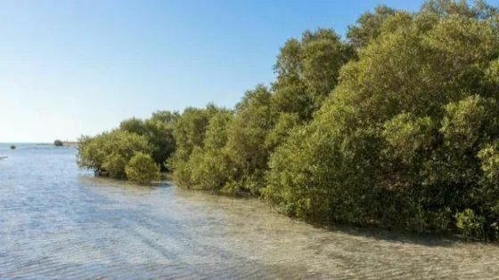 UAE mangroves
