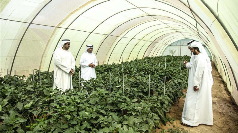 Sustainable Agriculture in UAE