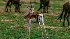 UAE Conservation Biology and Wildlife Conservation Efforts