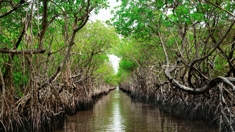 Mangrove Forests