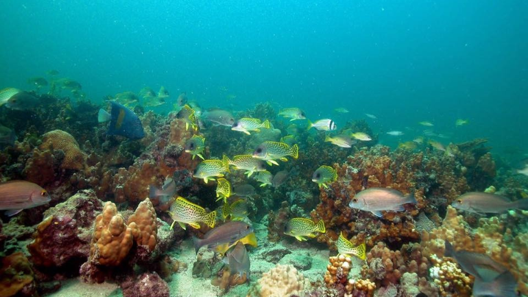 The Saadiyat Reef