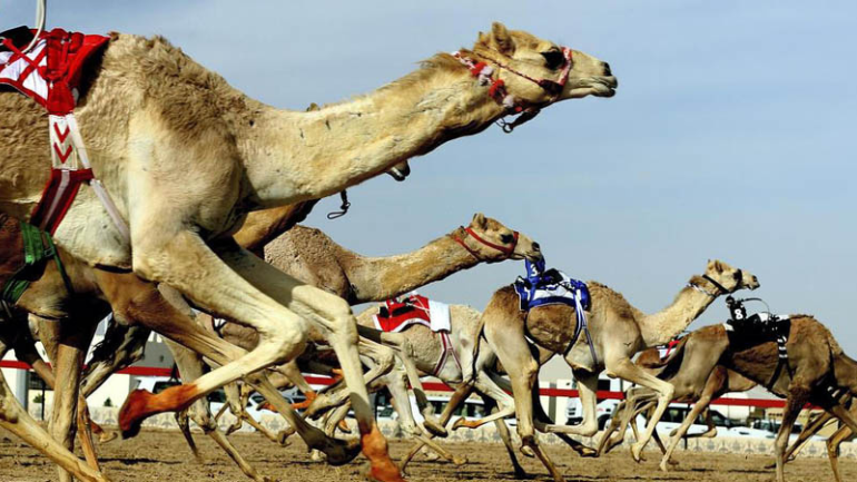 Al Marmoum Camel Racing in UAE
