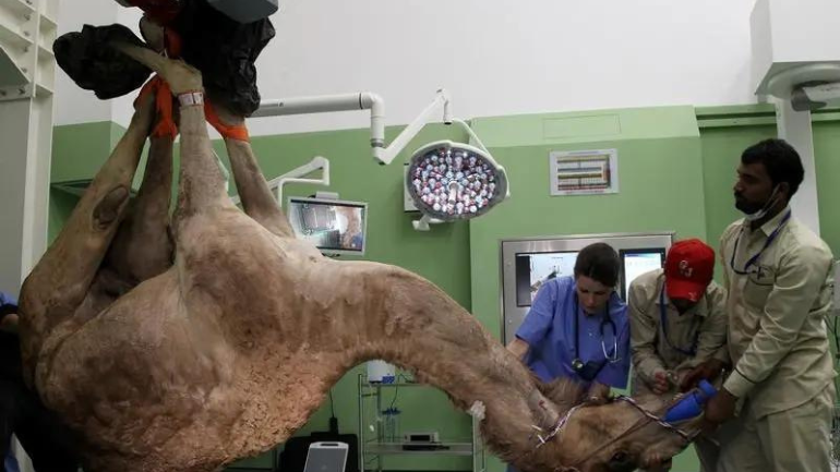 Camel Hospitals and Camel Laboratory 1