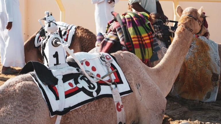 Camel Racing Kids Robot Jockeys
