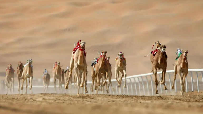 Camels Racing UAE Arab Heritage