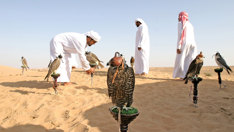 Falconry UAE Training and Equipment