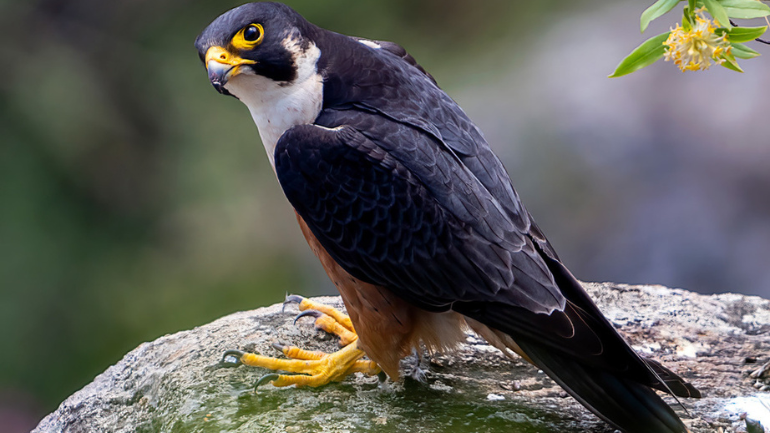 Royal Shaheen Falcon