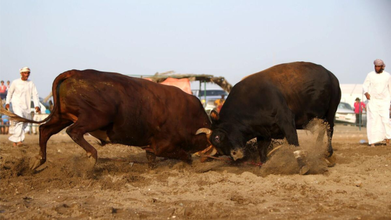 UAE Bullfighting Game