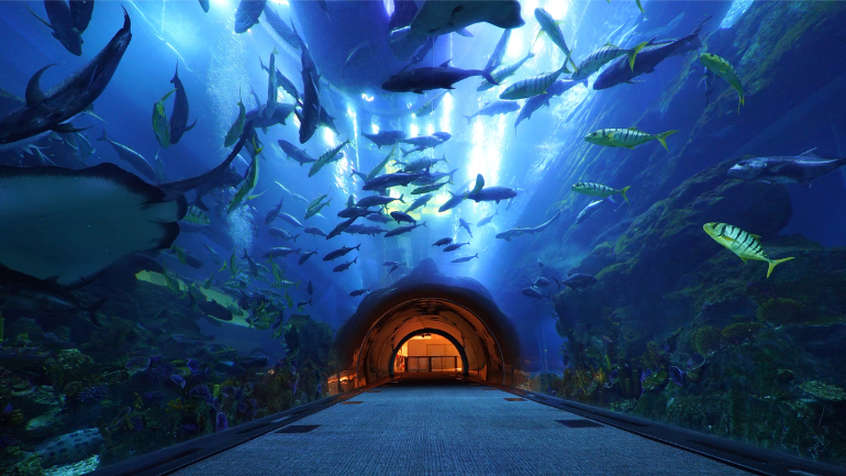 Dubai Aquarium and Underwater Zoo