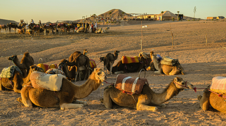 Lifestyle of Bedouin UAE