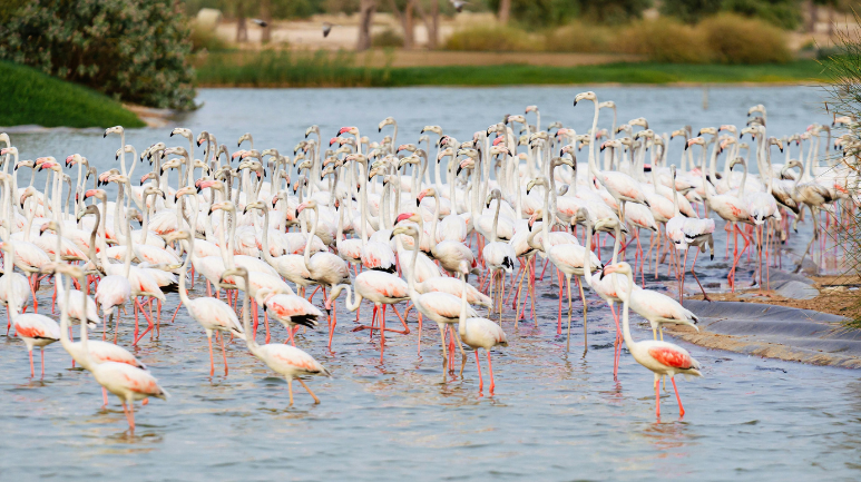 Marawah Marine Biosphere Reserve