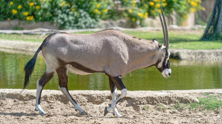 Wildlife Tour on Sir Bani Yas Island