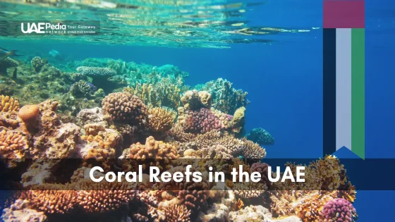 An underwater view of coral reefs in the UAE, teeming with marine life and fish.