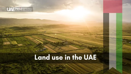 Expansive agricultural fields in the UAE with a golden sunset in the background.