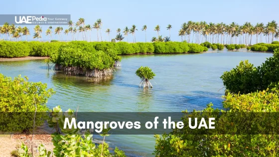 Mangroves in the UAE grow along clear coastal waters, with palm trees in the background.