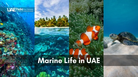 A collage of UAE marine life featuring coral reefs, coastal waters, clownfish, and a sea turtle.