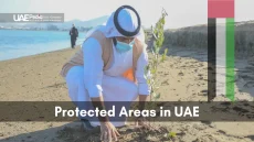 An Emirati man planting a sapling in a UAE coastal protected area for conservation.