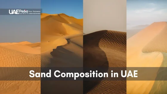 Sand dunes in the UAE showcasing varied textures and sand compositions.