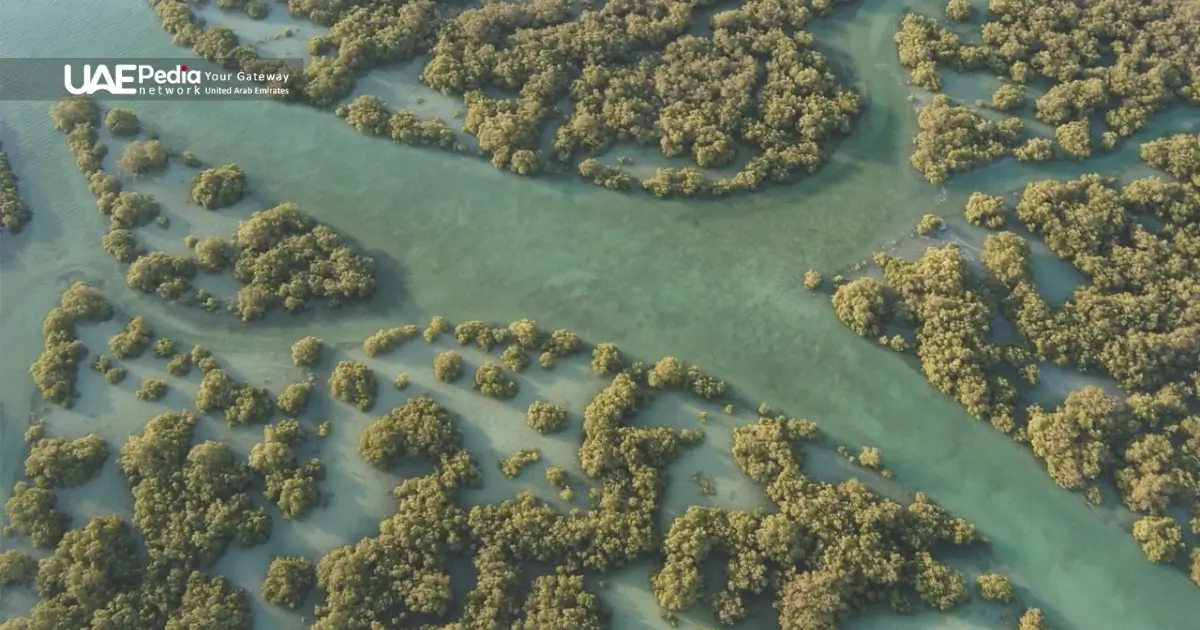 Aerial view of the UAE’s mangrove ecosystem, showing winding waterways and dense greenery.