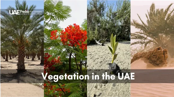 Various plants in the UAE, including date palms, flame trees, mangroves, and desert flora.