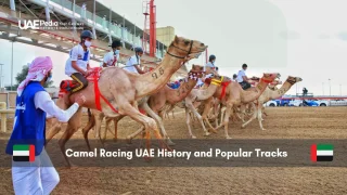 Camel race with jockeys preparing for start at UAE racing track