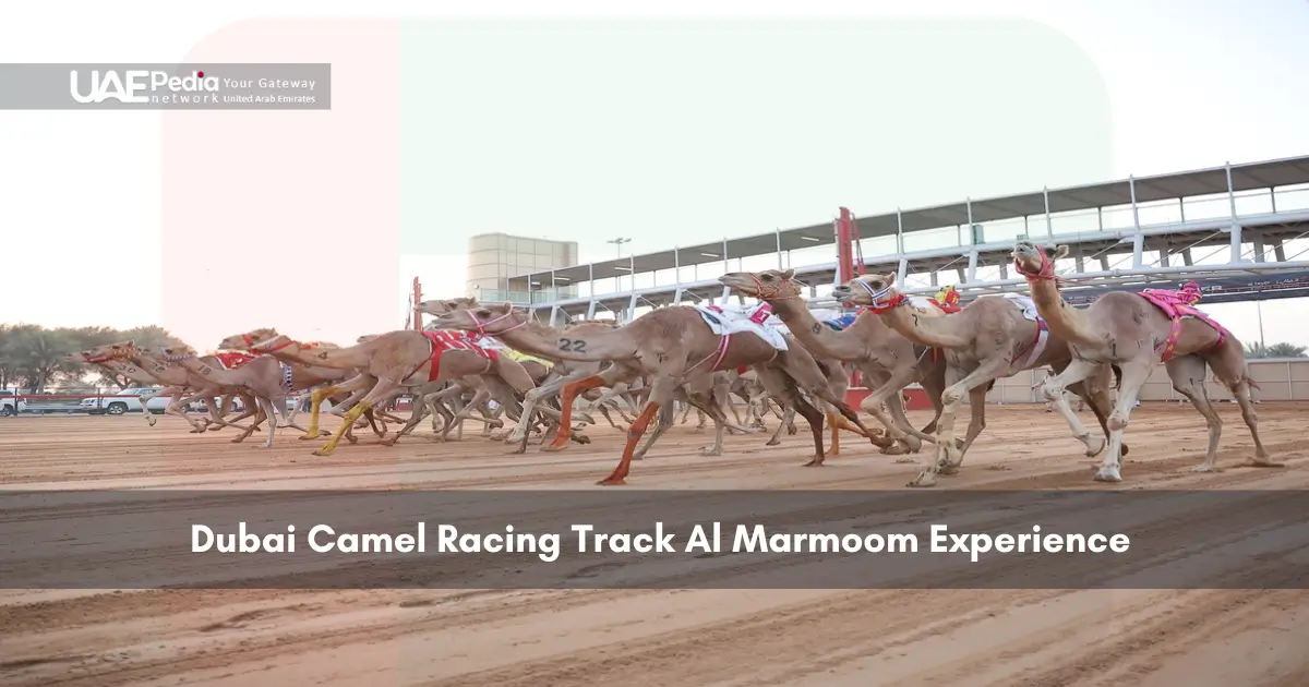 Dubai Camel Racing Track Al Marmoom Experience