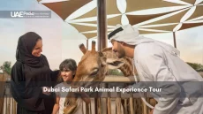 Family feeding a giraffe at Dubai Safari Park