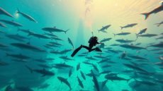 Shark Diving Experience Dubai Aquarium