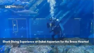 Diver in tank with sharks at Dubai Aquarium