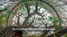 Indoor rainforest with large artificial tree in The Green Planet Dubai