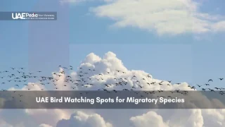 Flock of birds flying in a cloudy sky during migration