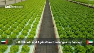 Hydroponic lettuce farm showing UAE modern agricultural practices