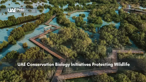 Elevated wooden walkways through mangrove forest in UAE