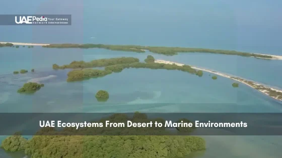 Aerial view of UAE coastal mangroves and marine area