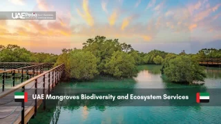 UAE mangrove forest with boardwalk over turquoise water.