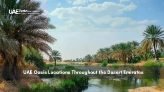 Lush Oasis in the UAE Desert