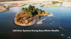 Aerial view of UAE wetland with birds in winter