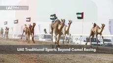 Camels racing on a desert track with UAE flags in the background