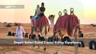 Tourists riding camels through Dubai’s desert safari trail