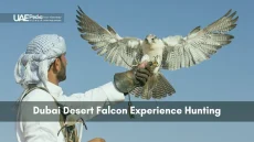Falconer wearing a keffiyeh holds out a gloved hand as a white falcon spreads its wings to land.