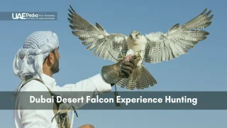 Falconer wearing a keffiyeh holds out a gloved hand as a white falcon spreads its wings to land.