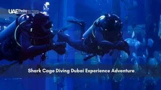 Divers in shark cage at Dubai Aquarium